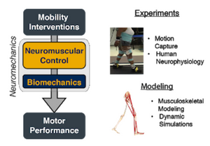 Mobility interventions > Neuromuscular control > biomechanics > Motor performance. Experiments: Motion capture, human neurophysiology. Modeling: Musculoskeletal modeling, dynamic situations.
